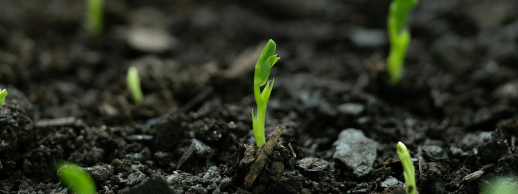 A close up of small green plants growing in dirt