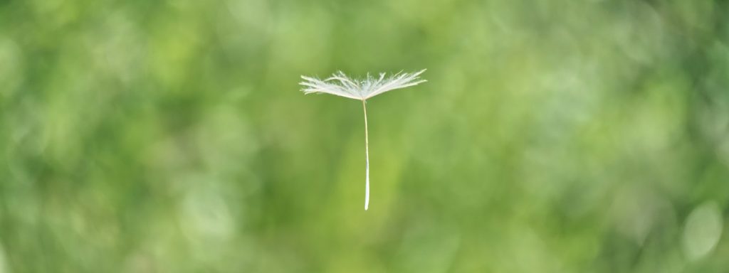 floating white flower