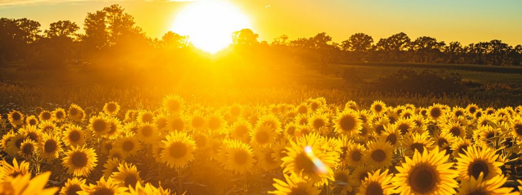 sunflower field under blue sky during sunset